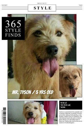 Jason  - Mixed Breed Dog