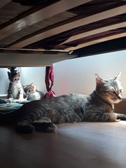 Taken from under the bed.Their little playground . 