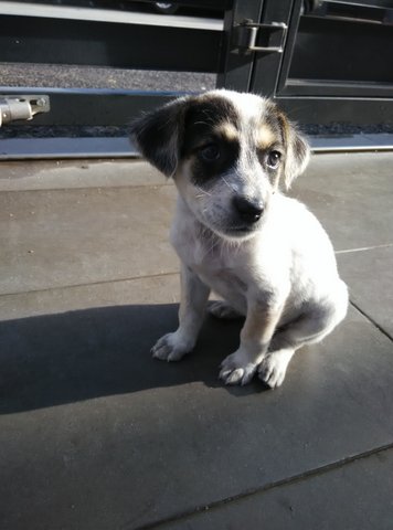 Playful - Mixed Breed Dog