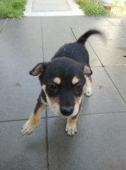 Little Black - Mixed Breed Dog