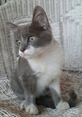 Little Grey - Domestic Short Hair Cat