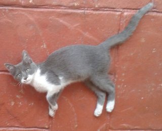 Little Grey - Domestic Short Hair Cat