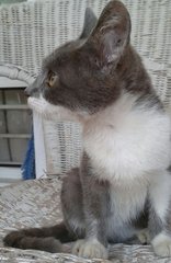 Little Grey - Domestic Short Hair Cat