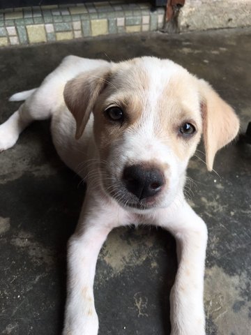 Puppy With Hazel Eyes - Mixed Breed Dog