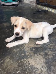 Puppy With Hazel Eyes - Mixed Breed Dog