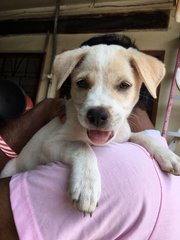 Puppy With Hazel Eyes - Mixed Breed Dog