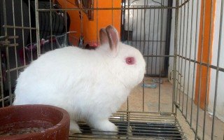 Bon-bon &amp; Snowball - Dwarf + Netherland Dwarf Rabbit