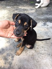 Cute Puppy With Light Brown Eyes - Mixed Breed Dog