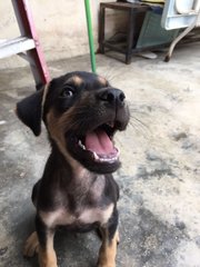 Cute Puppy With Light Brown Eyes - Mixed Breed Dog