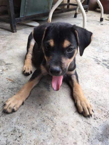 Cute Puppy With Light Brown Eyes - Mixed Breed Dog