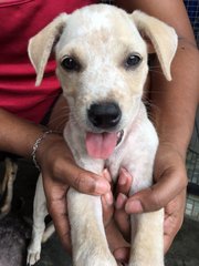 Adorable Puppy With Light Brown Patches - Mixed Breed Dog