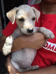 Adorable Puppy With Light Brown Patches - Mixed Breed Dog