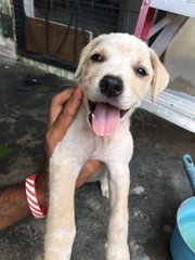 Adorable Puppy With Light Brown Patches - Mixed Breed Dog