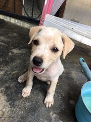 Adorable Puppy With Light Brown Patches - Mixed Breed Dog