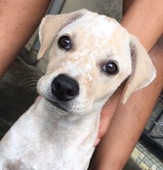 Adorable Puppy With Light Brown Patches - Mixed Breed Dog