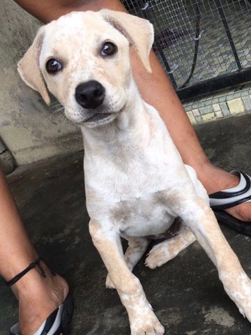 Adorable Puppy With Light Brown Patches - Mixed Breed Dog