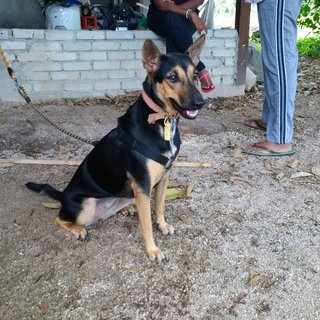 Isis - Doberman Pinscher + German Shepherd Dog Dog