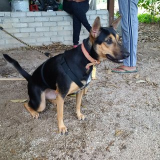 Isis - Doberman Pinscher + German Shepherd Dog Dog