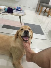 Benji - Golden Retriever Dog