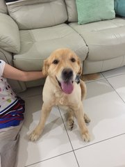 Benji - Golden Retriever Dog