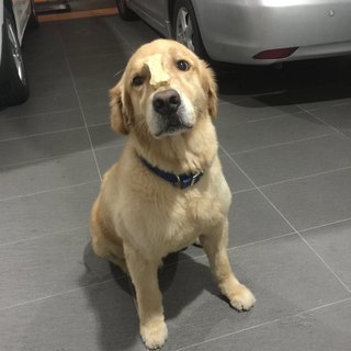 Benji - Golden Retriever Dog