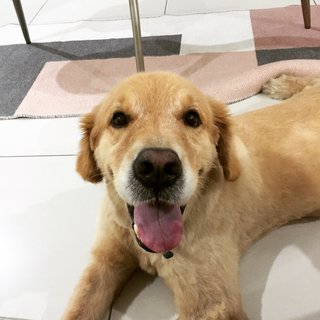 Benji - Golden Retriever Dog