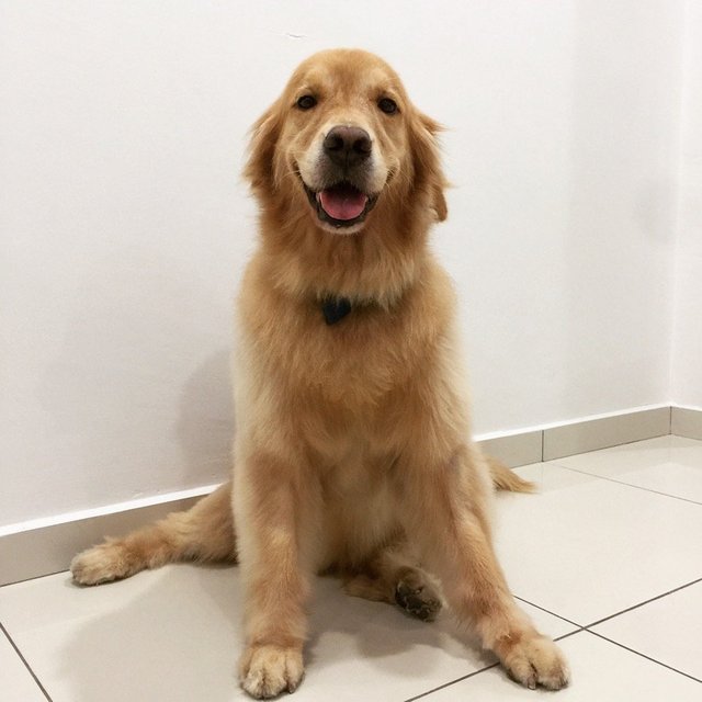 Benji - Golden Retriever Dog