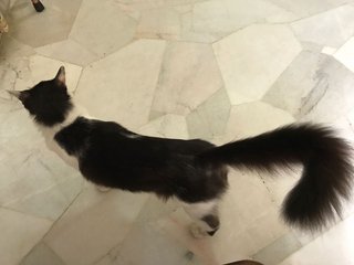 Pico - Domestic Long Hair Cat