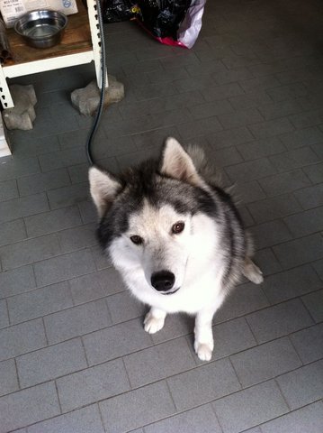 Patrick - Siberian Husky Dog