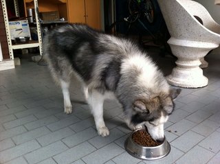 Patrick - Siberian Husky Dog