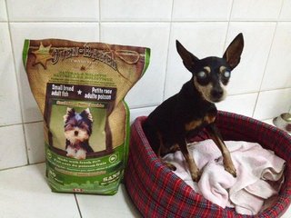 Jackie  - Miniature Pinscher Dog