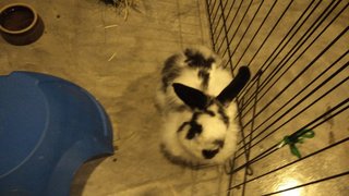 Winter - Angora Rabbit Rabbit