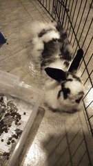 Winter - Angora Rabbit Rabbit