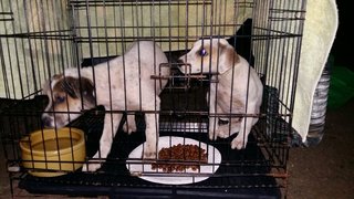 Jack N Jill Puppies @ Damansara!!  - Mixed Breed Dog