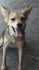 Foxy - Female 4 months old, 