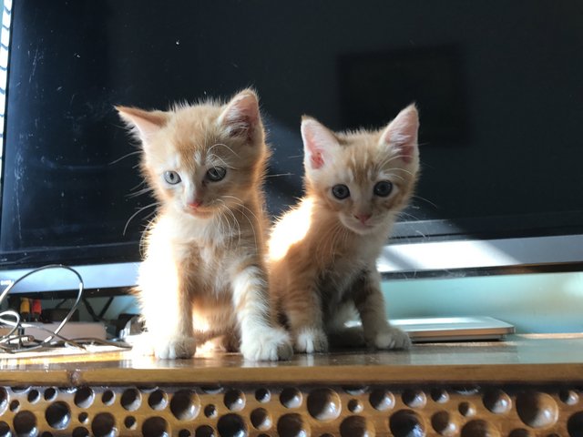 Ogen &amp; Oyen - Domestic Medium Hair + Domestic Short Hair Cat