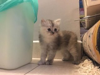 Calico light grey kitten (straight): RM900