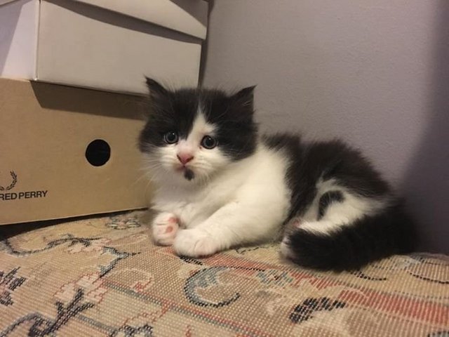 Luna, Lambo &amp; Nori - Siberian + Scottish Fold Cat