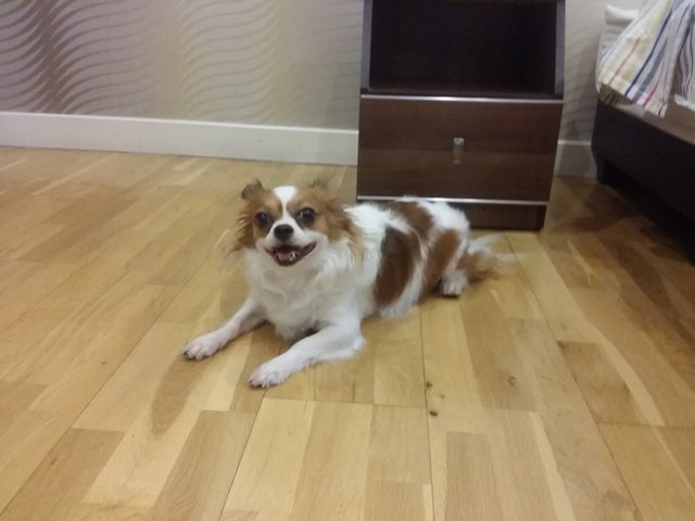 Shihtzu &amp; Papillon - Mixed Breed Dog