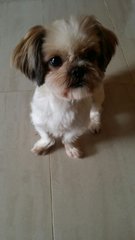 Shihtzu &amp; Papillon - Mixed Breed Dog