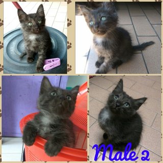 male, active, manja