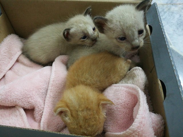 2-3 Week Old Kittens - Siamese + Tabby Cat