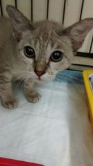 Bernice - Domestic Short Hair + Singapura Cat