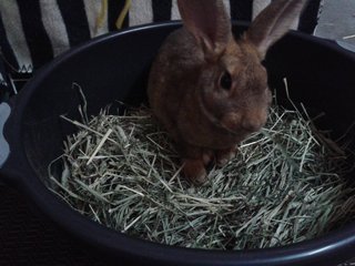 Cooper - Mini Rex Rabbit