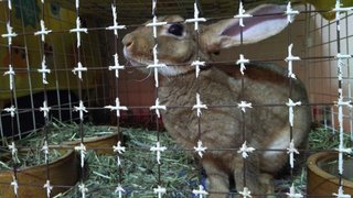 Cooper - Mini Rex Rabbit