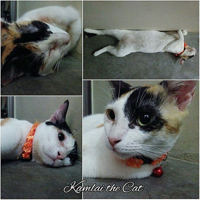 Kamlai - Domestic Short Hair + Calico Cat