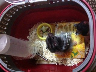 Buffy &amp; Furby - Syrian / Golden Hamster Hamster