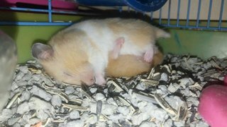 Tiffy - Syrian / Golden Hamster Hamster