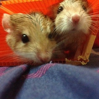 Murphy &amp; Chevy - Gerbil Small & Furry