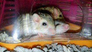 Murphy &amp; Chevy - Gerbil Small & Furry